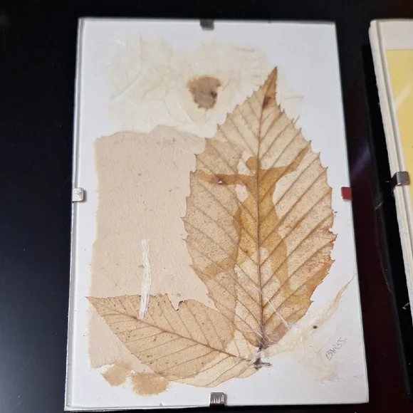 Vintage Botanical Art Trio | Signed BARSS | Pressed Leaf & Sketches - Picture 2 of 9